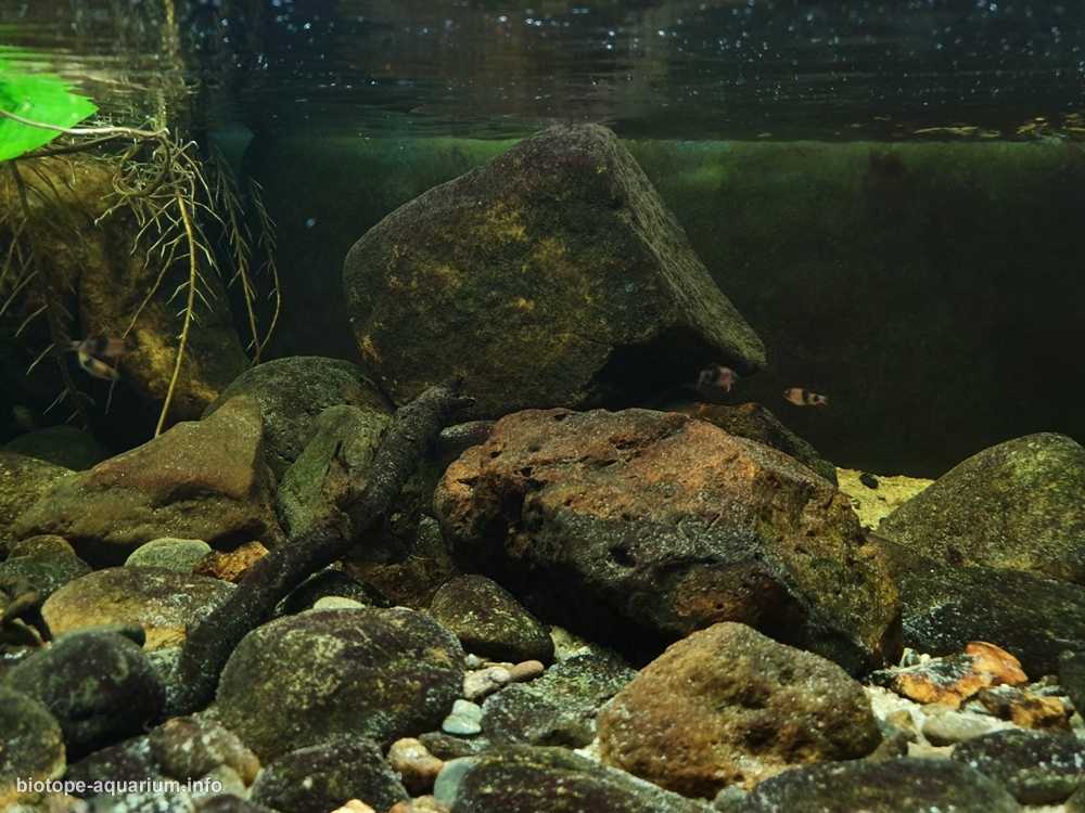 印度泰米尔纳德邦小溪原生缸造景 19年第83名