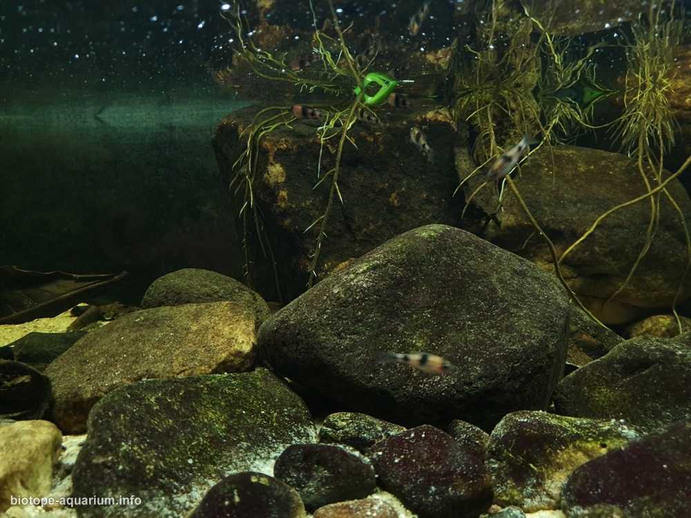 印度泰米尔纳德邦小溪原生缸造景 19年第83名