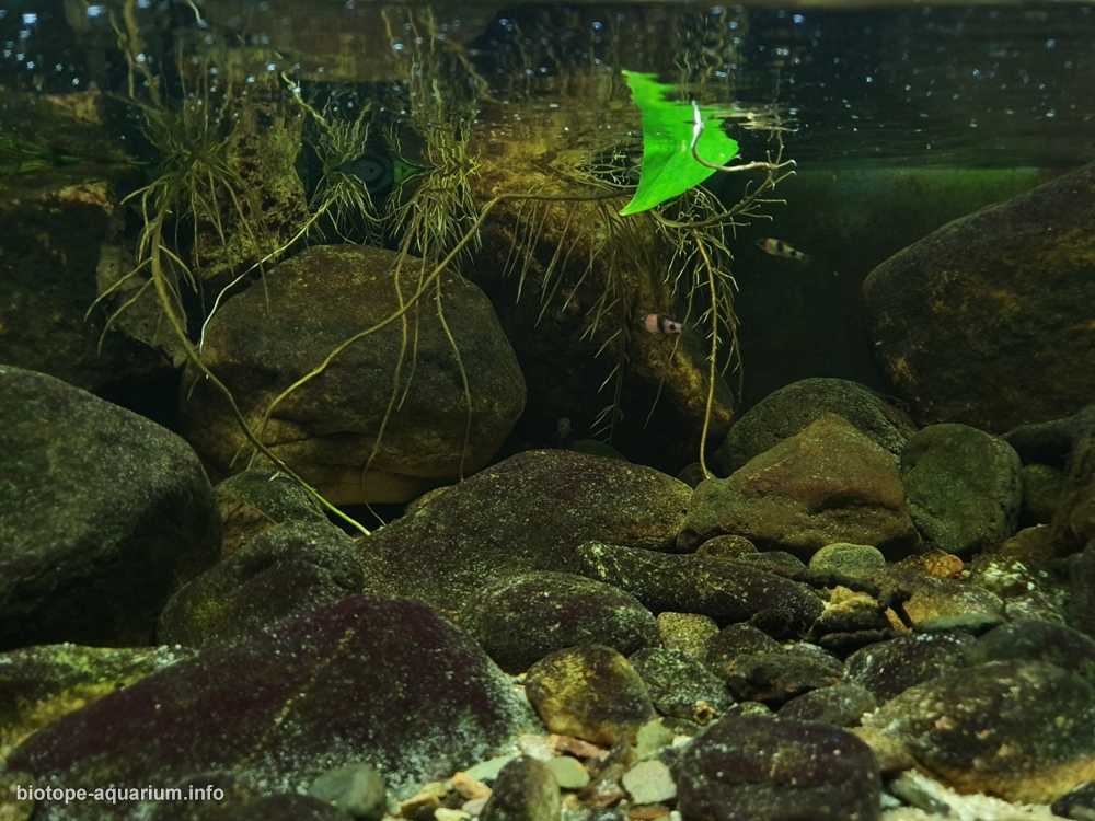 印度泰米尔纳德邦小溪原生缸造景 19年第83名