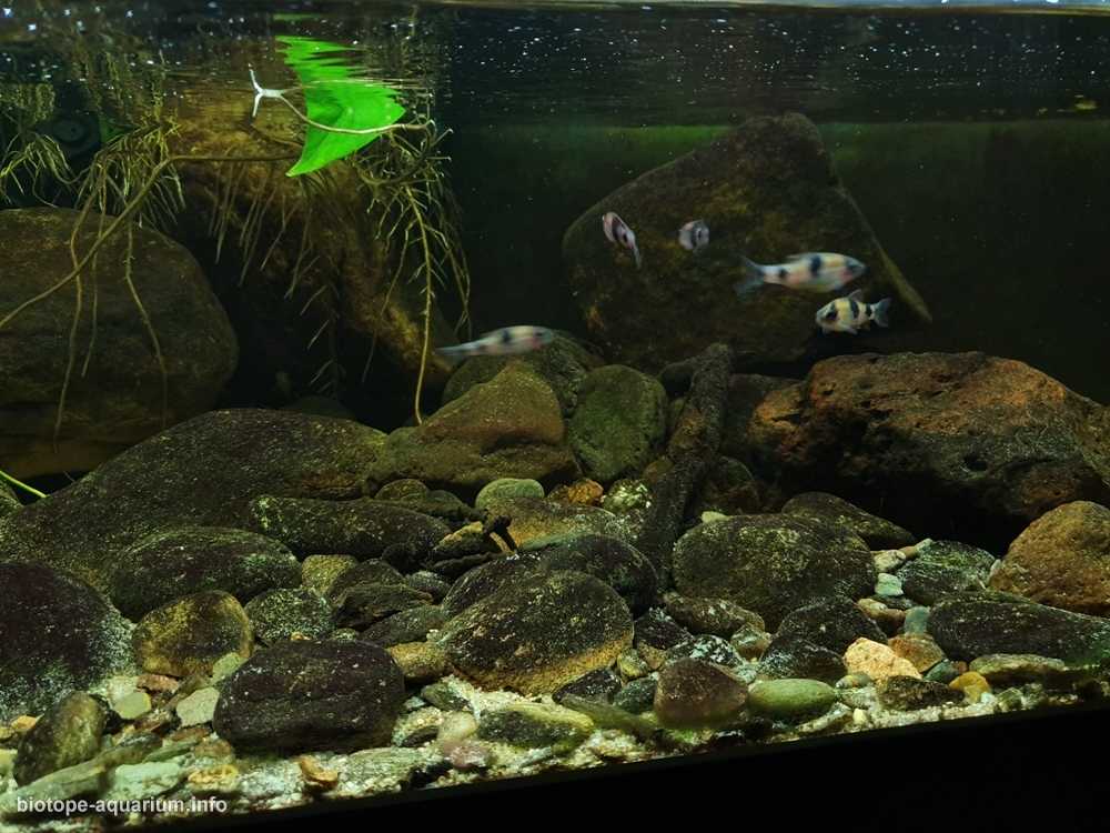印度泰米尔纳德邦小溪原生缸造景 19年第83名