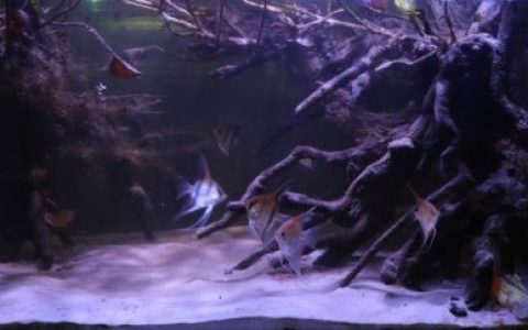 巴西马瑙斯州马纳卡普鲁河大湖的淹没森林原生缸造景 19年85名