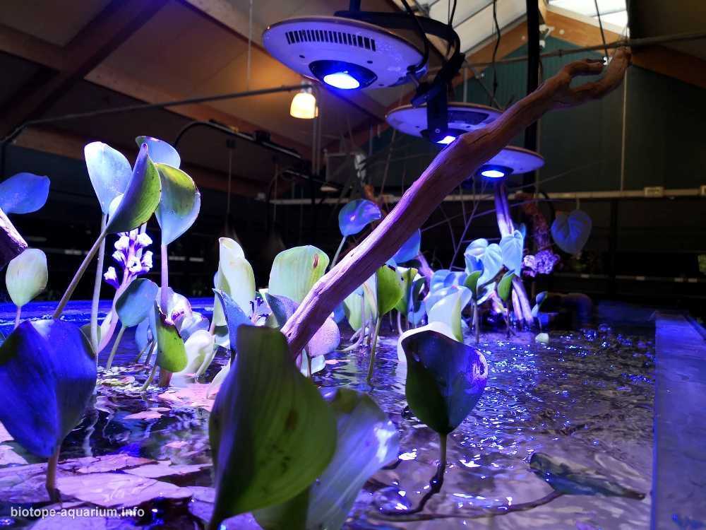 巴西马瑙斯州马纳卡普鲁河大湖的淹没森林原生缸造景 19年85名