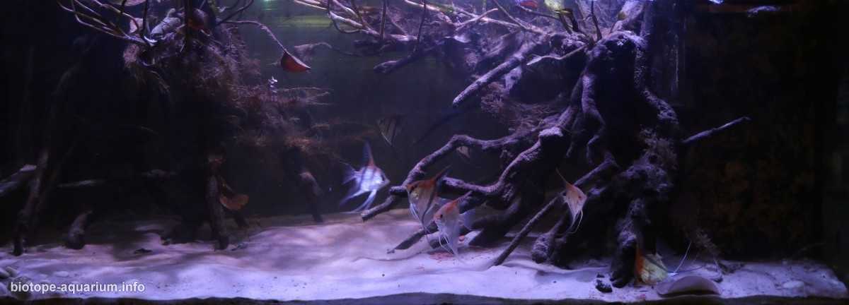 巴西马瑙斯州马纳卡普鲁河大湖的淹没森林原生缸造景 19年85名