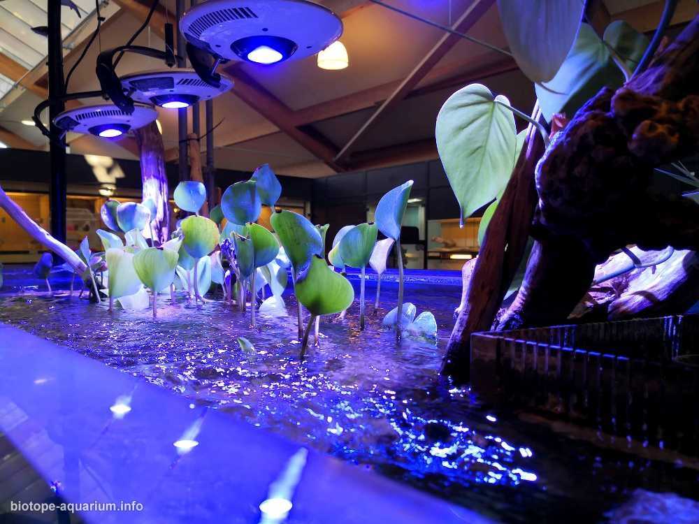 巴西马瑙斯州马纳卡普鲁河大湖的淹没森林原生缸造景 19年85名