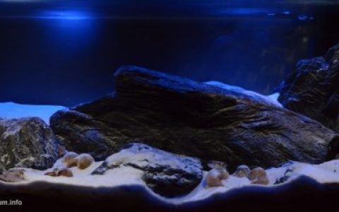扎伊尔坦噶尼喀湖卡莱米以南原生缸造景 19年89名