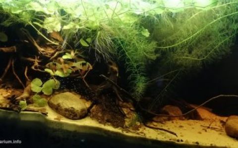 哥伦比亚马纳卡西亚斯河河口附近的洪泛区 原生缸造景 19年第90名