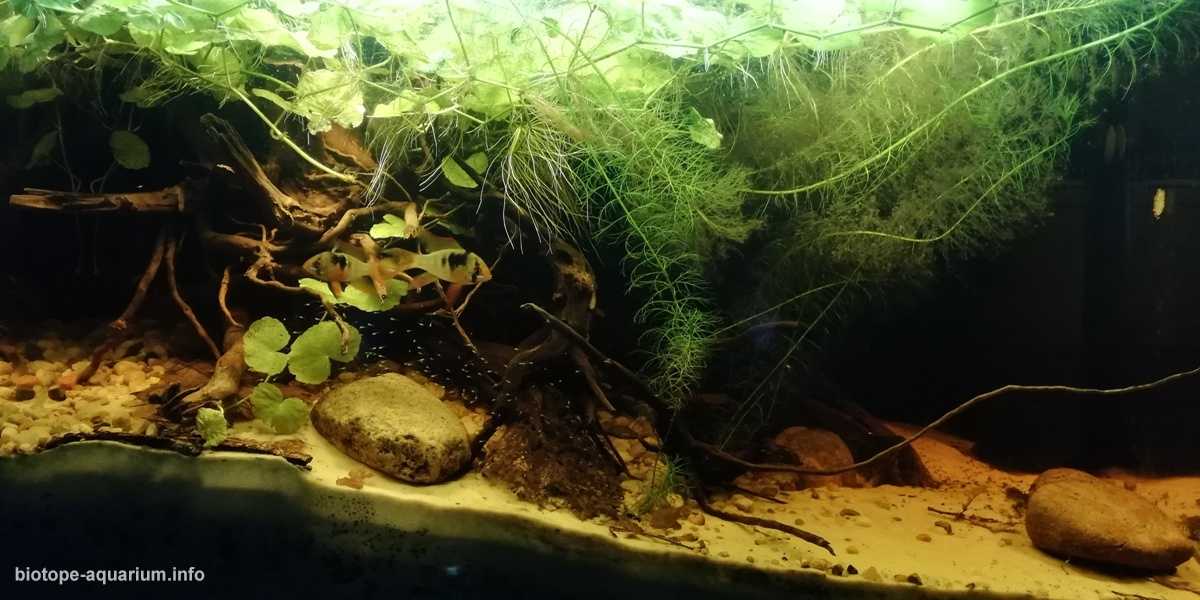 哥伦比亚马纳卡西亚斯河河口附近的洪泛区 原生缸造景 19年第90名