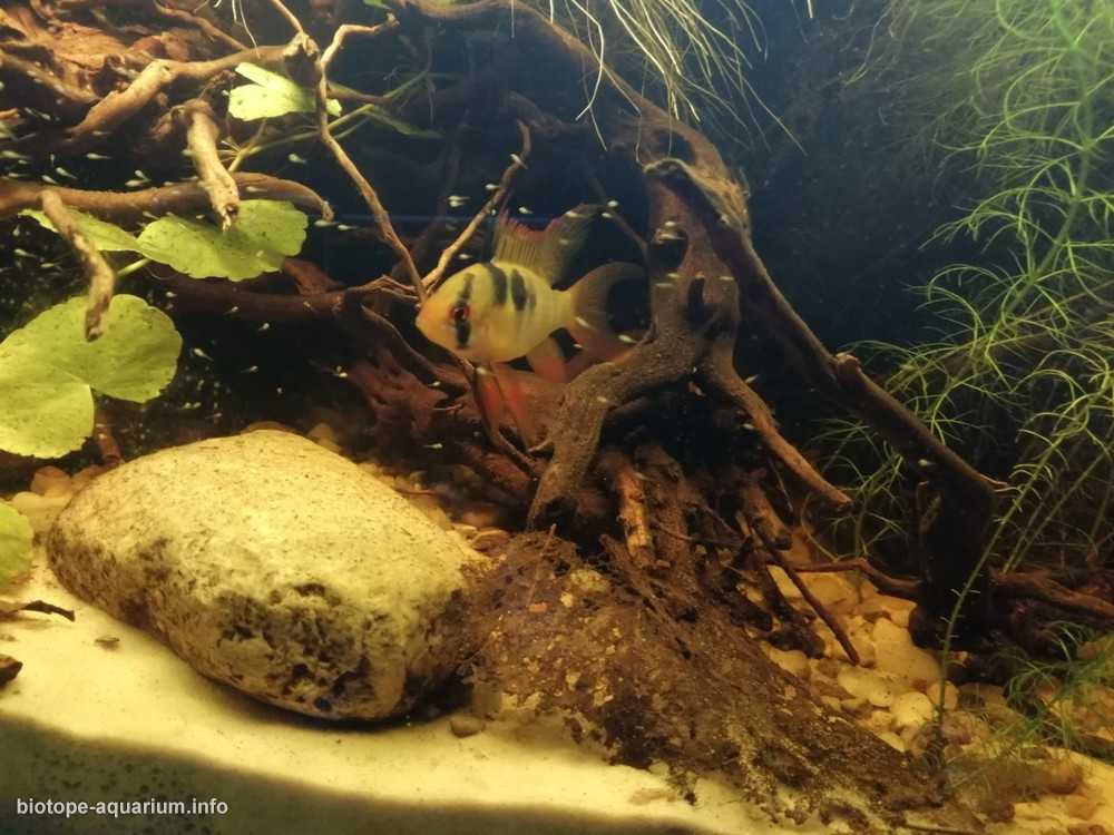 哥伦比亚马纳卡西亚斯河河口附近的洪泛区 原生缸造景 19年第90名