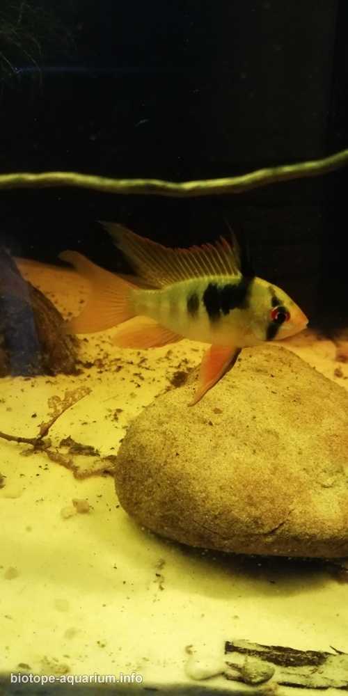 哥伦比亚马纳卡西亚斯河河口附近的洪泛区 原生缸造景 19年第90名