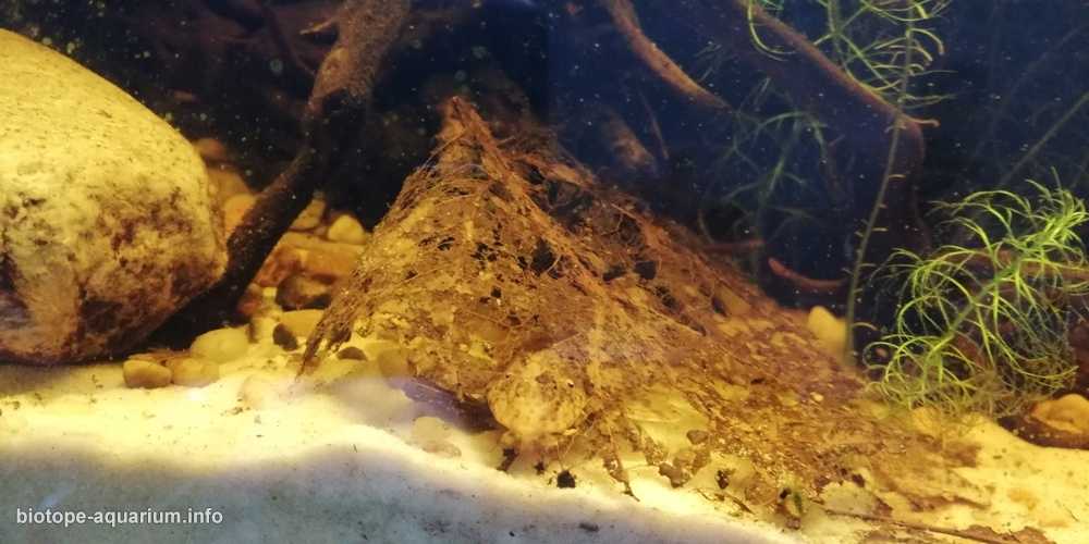 哥伦比亚马纳卡西亚斯河河口附近的洪泛区 原生缸造景 19年第90名