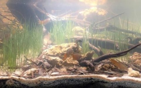 越南占姆国家公园水稻原生缸造景19年94名