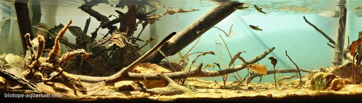 马来西亚半岛柔佛州的卡汉溪原生缸造景 19年95名