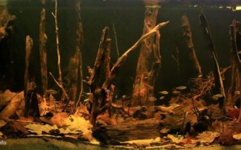 巴西亚马逊德米尼河附近的小溪原生缸造景 19年96名
