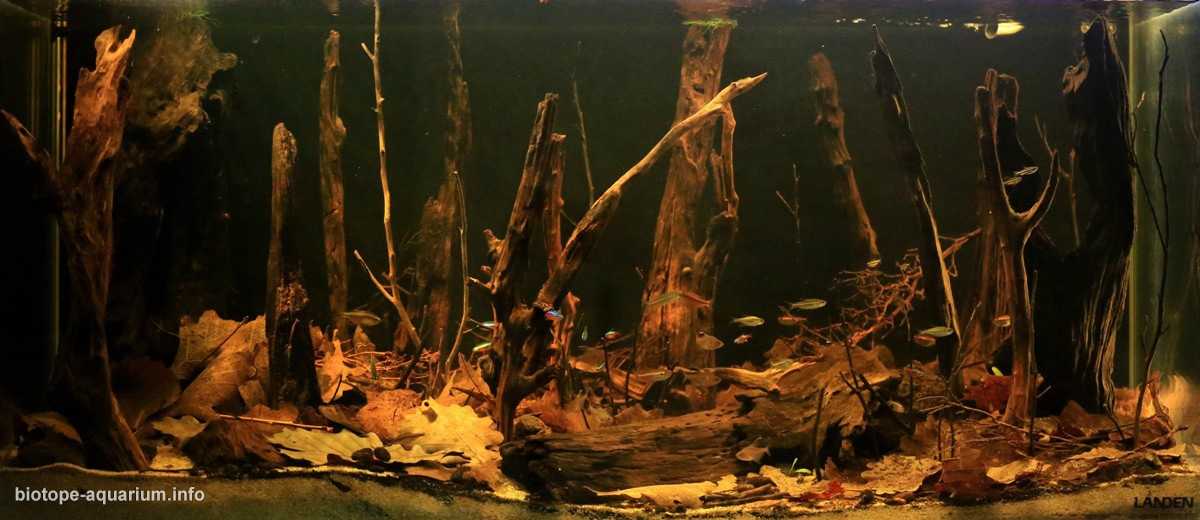 巴西亚马逊德米尼河附近的小溪原生缸造景 19年96名