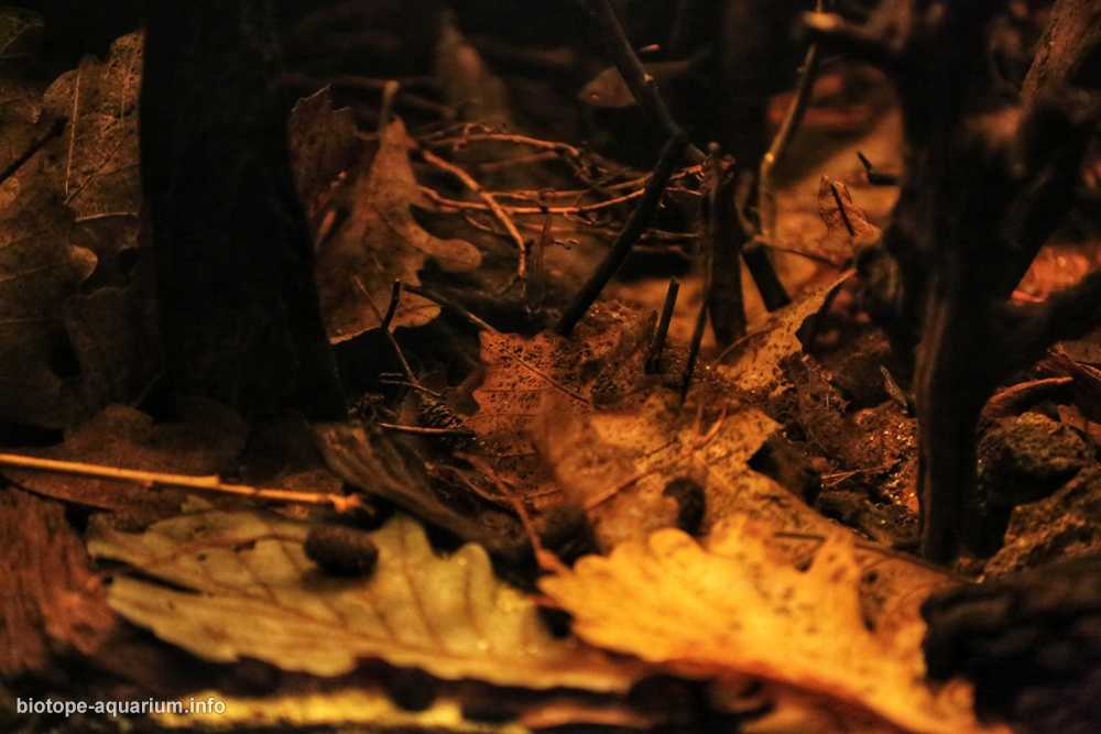 巴西亚马逊德米尼河附近的小溪原生缸造景 19年96名