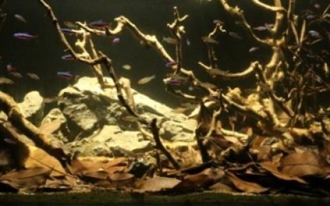 秘鲁伊基托斯附近的莫蒙河原生缸造景 19年97名