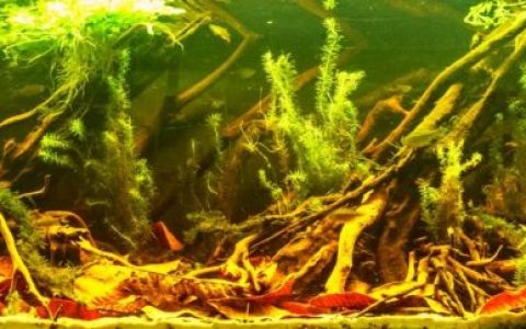 秘鲁米沙纳国家自然保护区内的小溪原生缸造景 19年98名