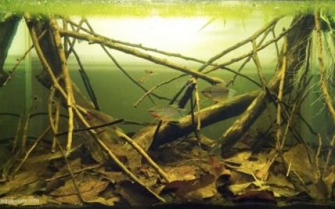马来西亚丹绒马林附近的浅层泥炭沼泽原生缸造景 19年99名
