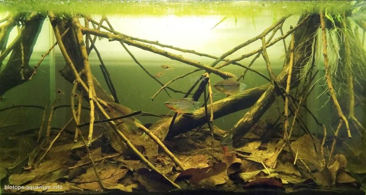 马来西亚丹绒马林附近的浅层泥炭沼泽原生缸造景 19年99名