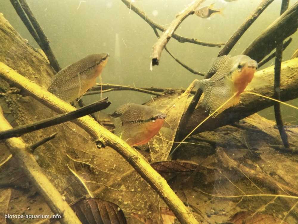 马来西亚丹绒马林附近的浅层泥炭沼泽原生缸造景 19年99名