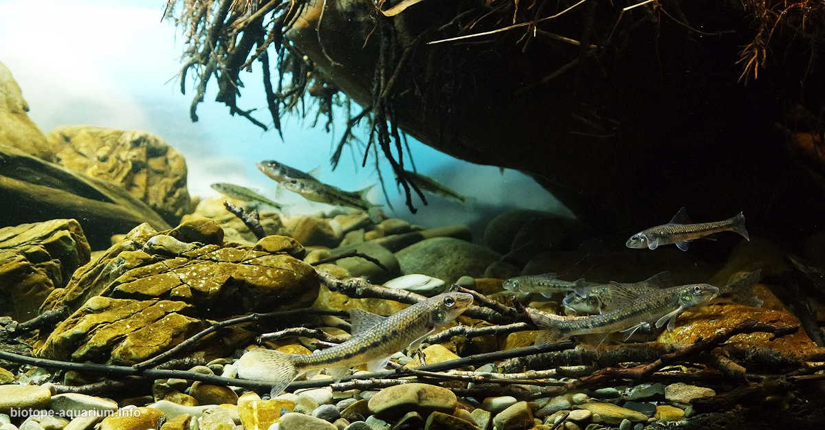 波兰比斯恰迪山脉的索林卡河岸原生缸造景 22年第1名