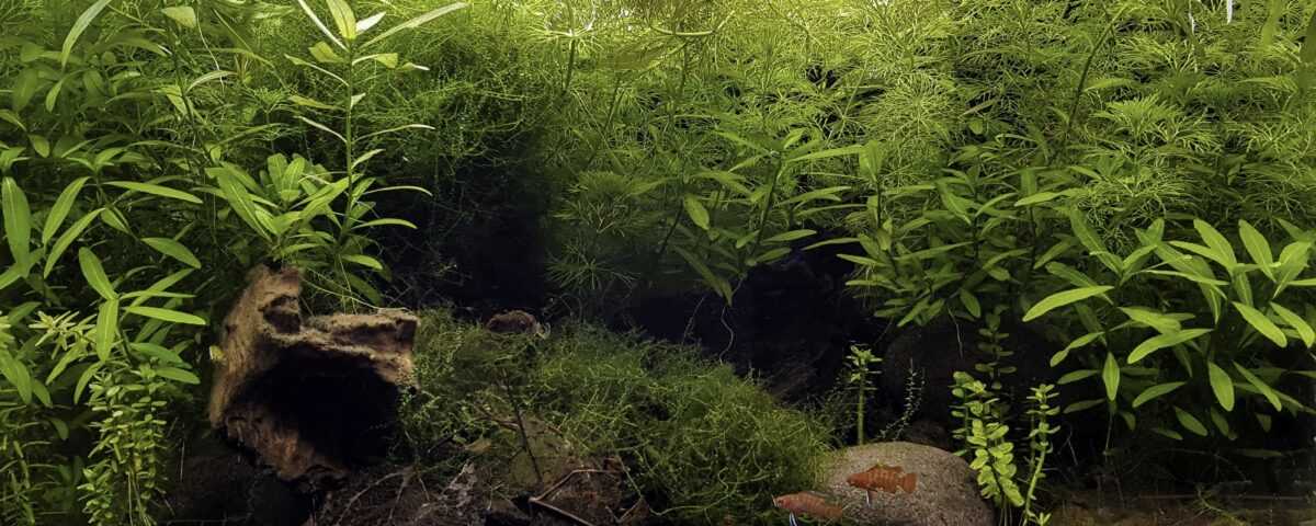 印度布雷达克河附近的小溪边缘原生缸造景 22年11名