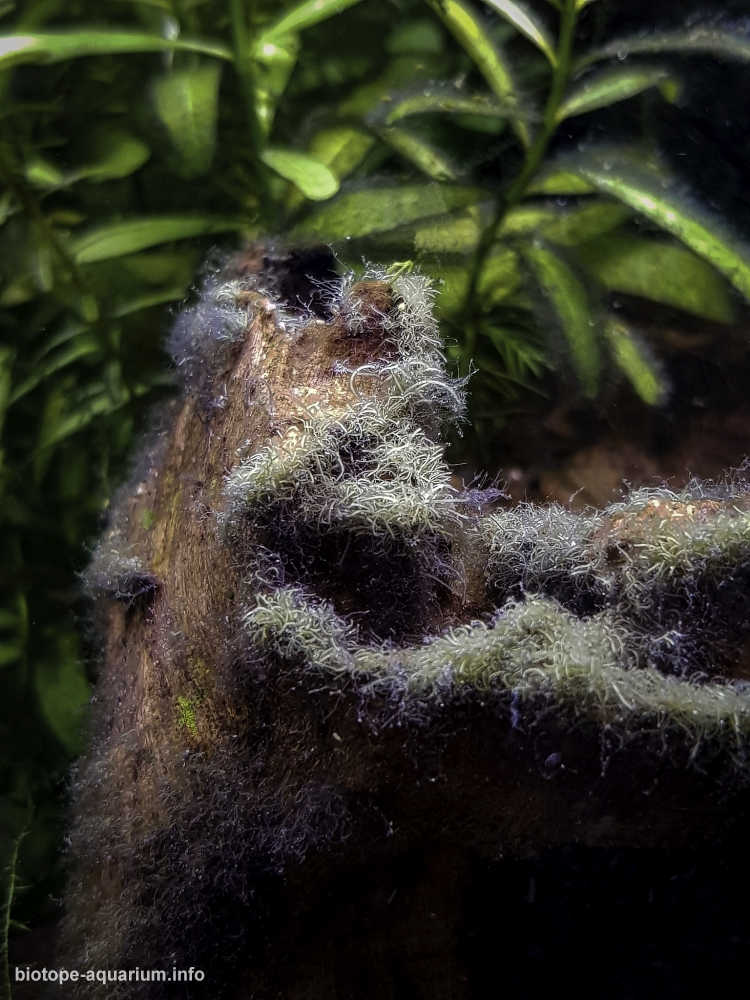 印度布雷达克河附近的小溪边缘原生缸造景 22年11名