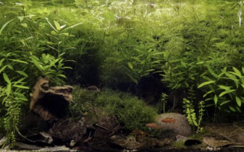 印度布雷达克河附近的小溪边缘原生缸造景 22年11名