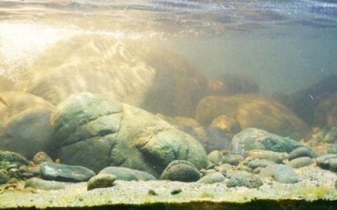 印尼哈林蒙山南侧的急流溪流原生缸造景 22年13名