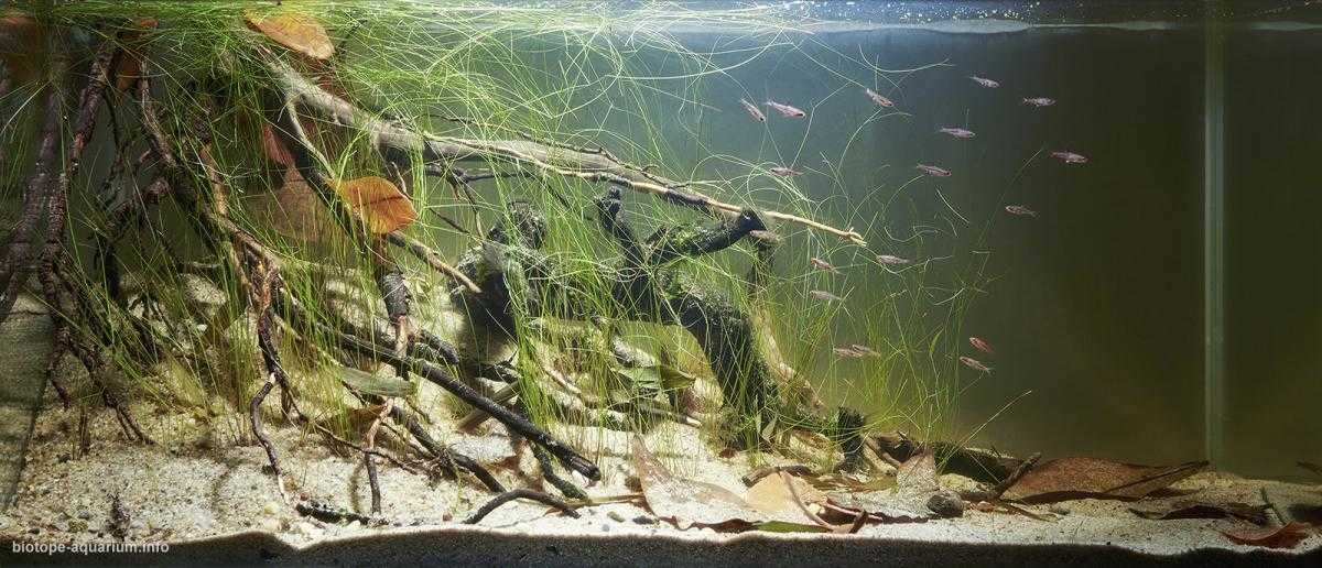 印度婆罗洲泥炭森林中的一条缓流原生缸造景 22年16名