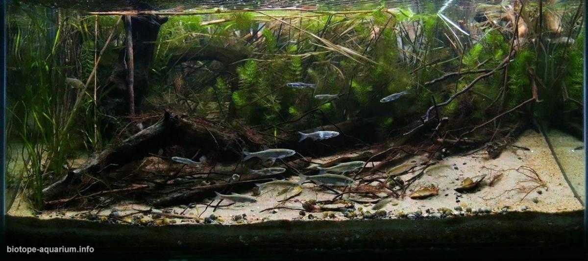 俄罗斯顿河三角洲覆盖芦苇的河岸原生缸造景 22年18名