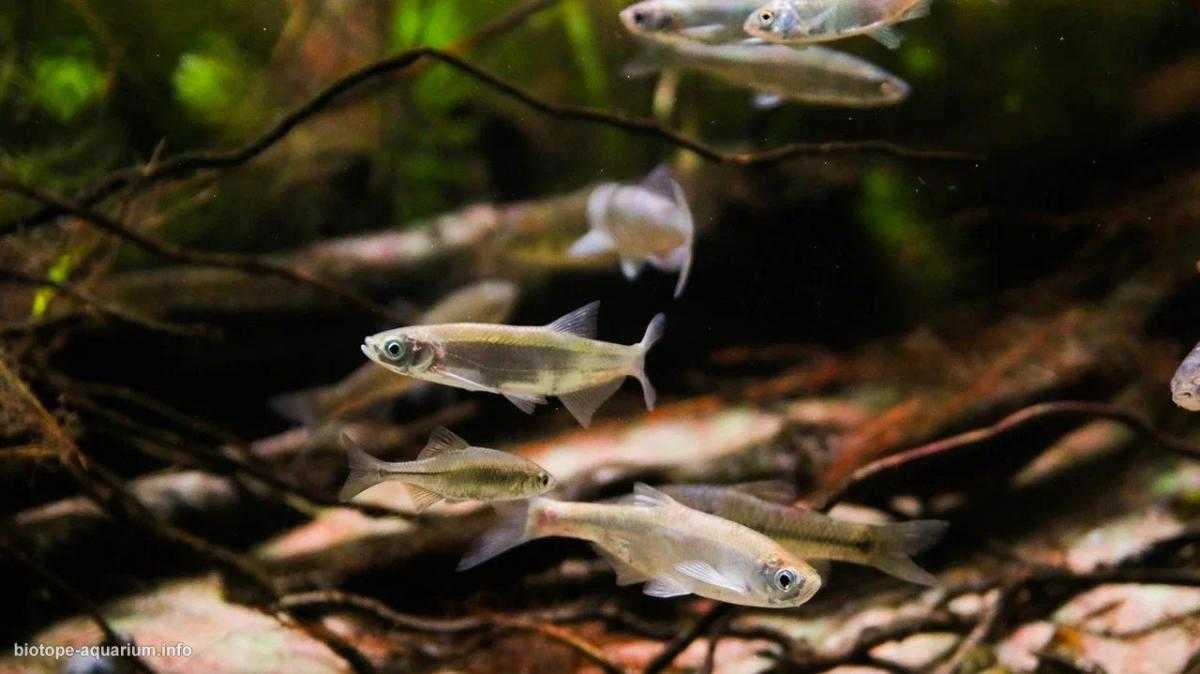 俄罗斯顿河三角洲覆盖芦苇的河岸原生缸造景 22年18名