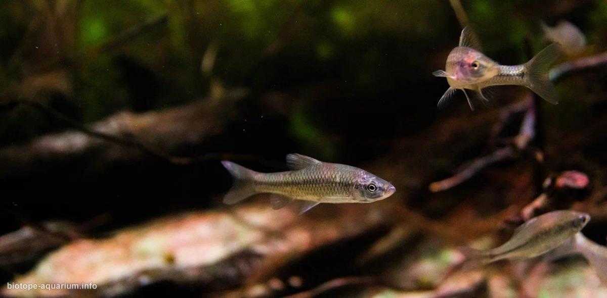 俄罗斯顿河三角洲覆盖芦苇的河岸原生缸造景 22年18名