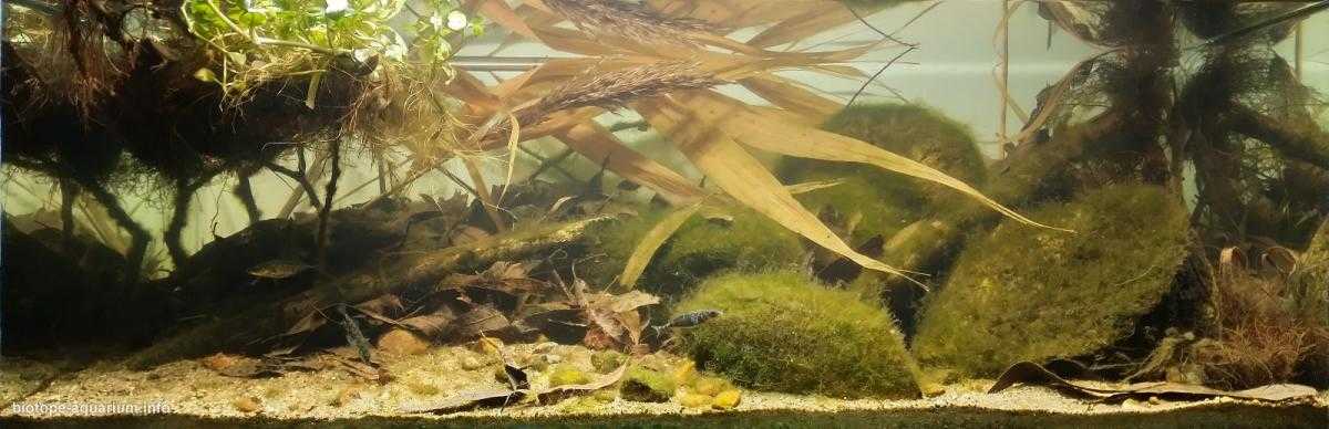 波兰比亚瓦河的支流湿地溪流原生缸造景 22年20名