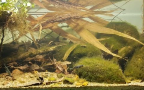 波兰比亚瓦河的支流湿地溪流原生缸造景 22年20名
