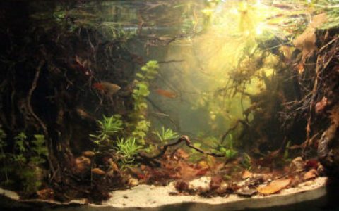 峰牙己榜国家公园的松河溪流原生缸造景 22年21名