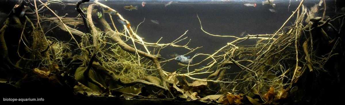 洪都拉斯瓜帕图卡河溪流池原生缸造景 22年22名