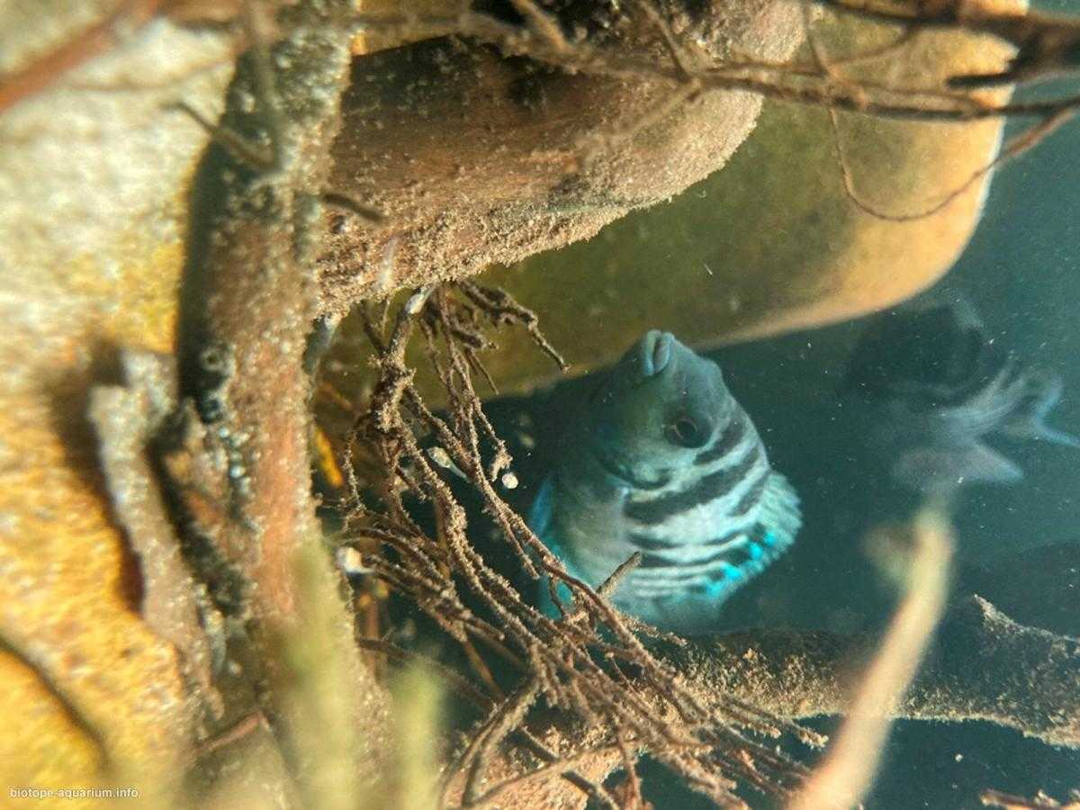 洪都拉斯瓜帕图卡河溪流池原生缸造景 22年22名