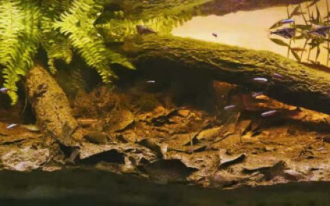 巴西初雨下的内格罗河畔原生缸造景 22年23名