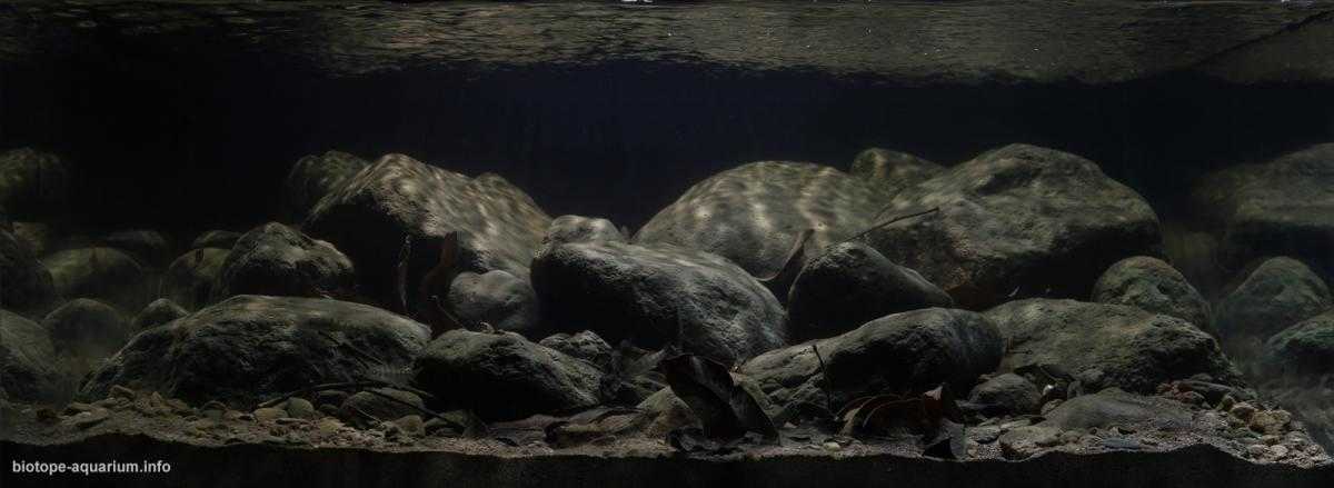 浙江缙云县好溪原生缸造景 22年26名