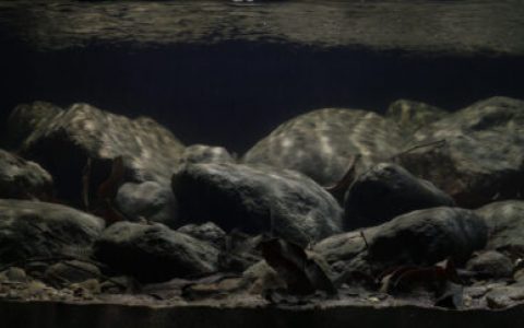 浙江缙云县好溪原生缸造景 22年26名