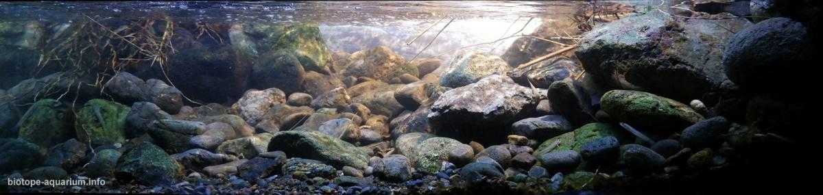 印尼哈利蒙山南侧的急流溪流原生缸造景 22年第3名