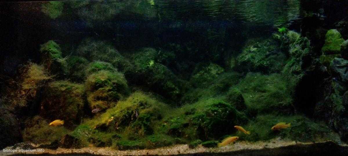 噶尼喀湖的浅水岩石栖息地原生缸造景 22年30名