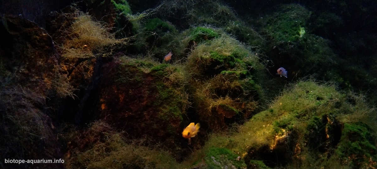 噶尼喀湖的浅水岩石栖息地原生缸造景 22年30名