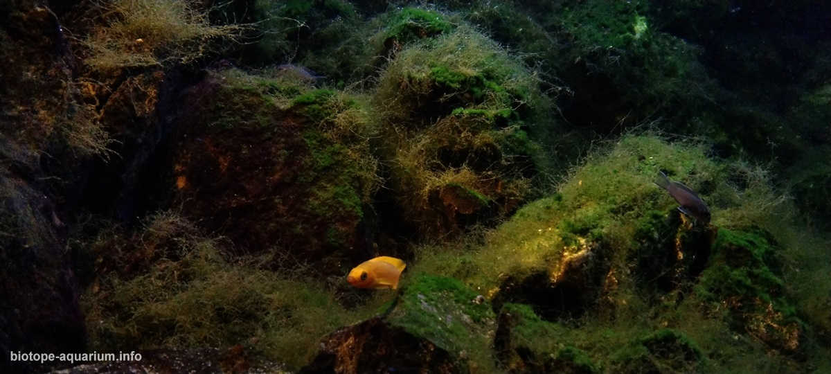 噶尼喀湖的浅水岩石栖息地原生缸造景 22年30名