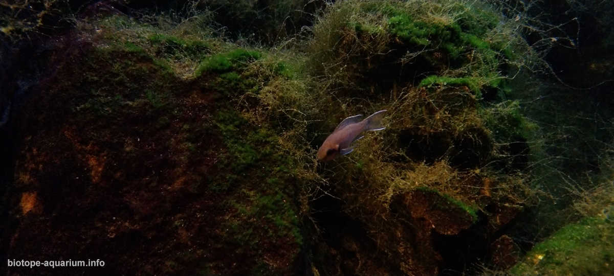 噶尼喀湖的浅水岩石栖息地原生缸造景 22年30名