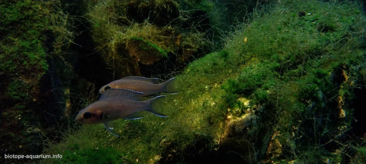 噶尼喀湖的浅水岩石栖息地原生缸造景 22年30名