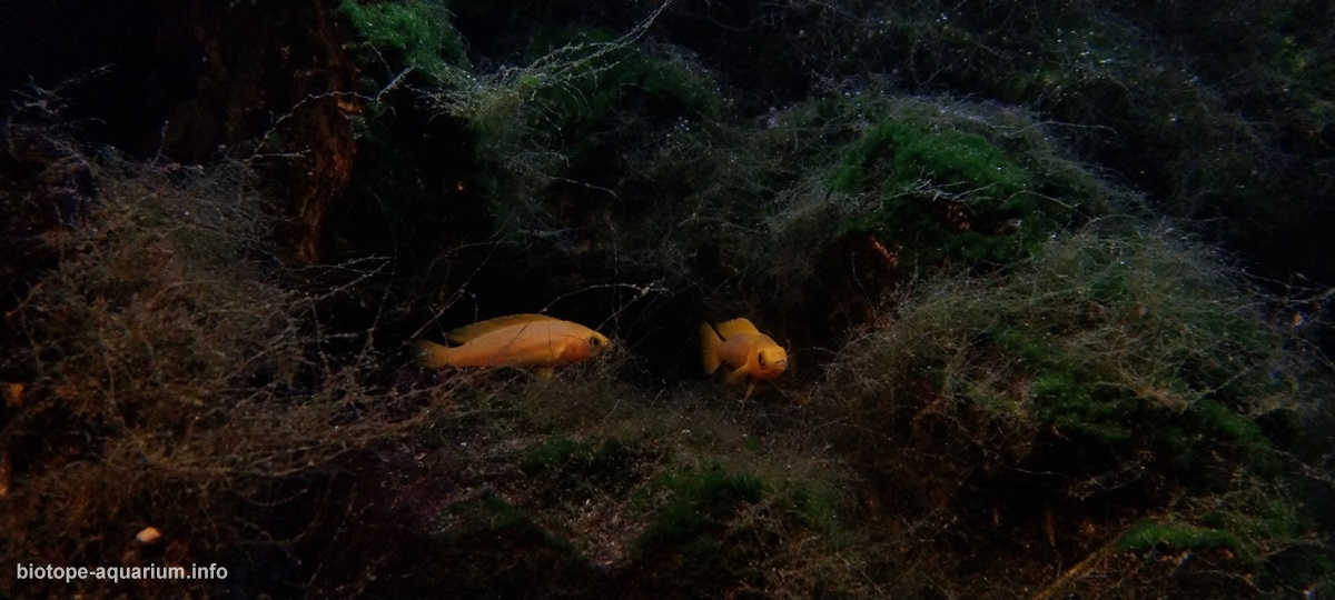 噶尼喀湖的浅水岩石栖息地原生缸造景 22年30名