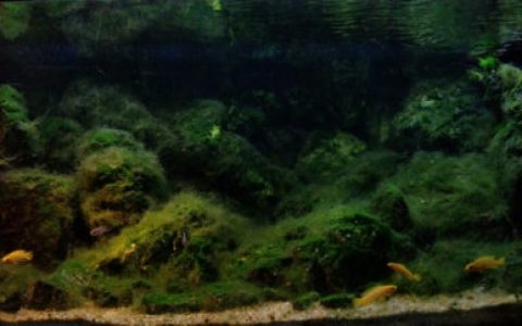 噶尼喀湖的浅水岩石栖息地原生缸造景 22年30名