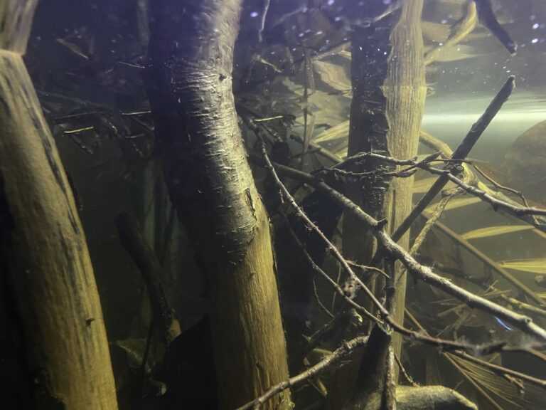 委内瑞拉奥里诺科河流域原生缸造景 22年31名